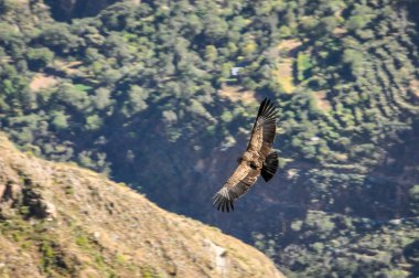 Colca Canyon, Peru'da uçan Condor