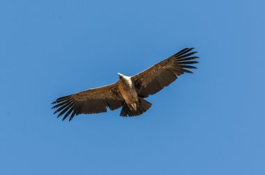 Condor Colca Kanyon, Peru üzerinden