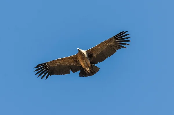 Condor nad Colca Canyon, Peru — Stock fotografie