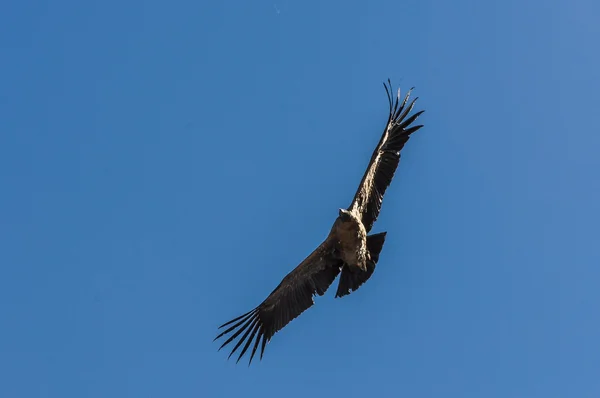 Condor over Colca Canyon, Peru — Stockfoto