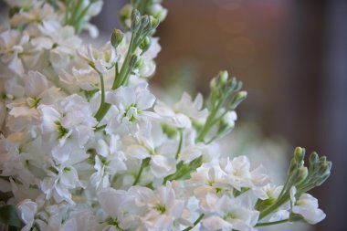 Tayland Yasemin çiçek