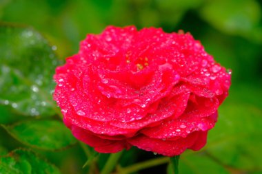 Üzerinde su damlacıkları olan kırmızı bir gül. Çok güzel. Doğal..