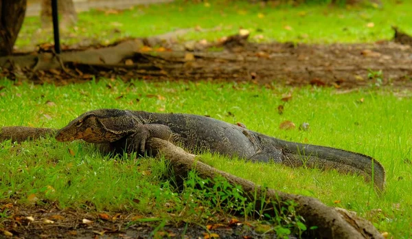 The Varanus salvator is a large reptile in the family Varanidae, belonging to the genus of monitors. Big fat body, black with white floral pattern. or yellow across the road The tail is segmented.