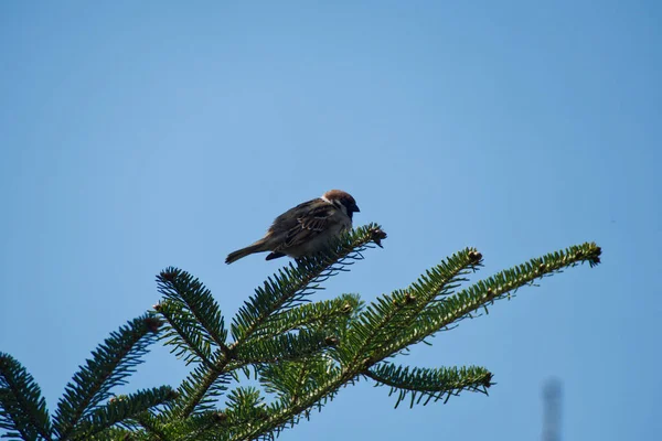 serçe çam ağacında dinleniyor.