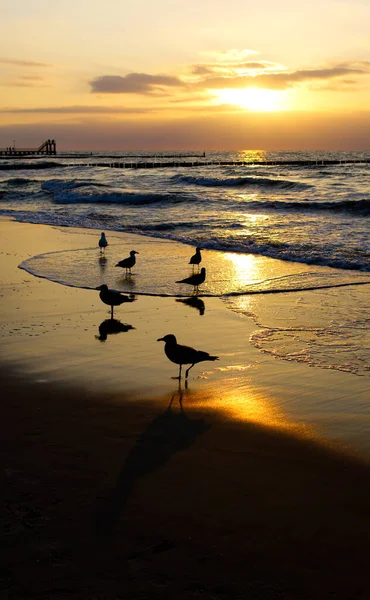 Gün batımında Baltık sahillerinde yürüyen martılar.
