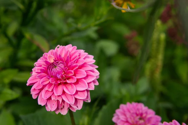 Güneşin altında açan güzel yıldız çiçeği