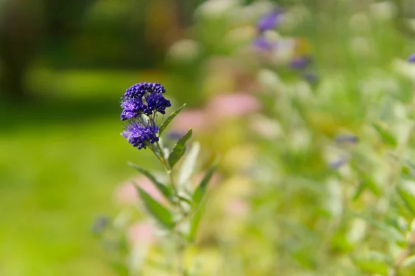 Barbula, güneşte büyüyen karyopteris.