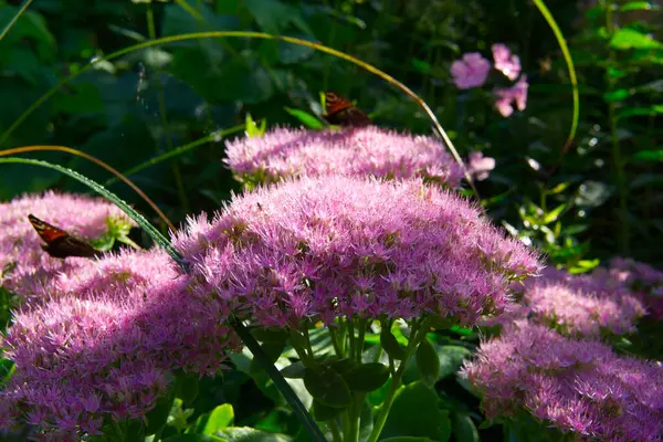 Gün boyunca yarımşar çiçek açar