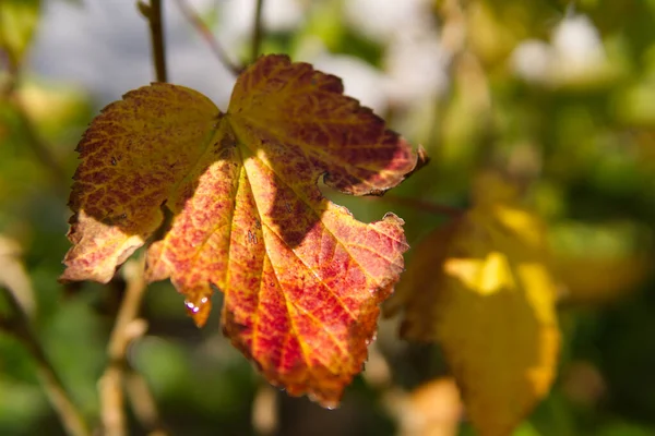 Herbstbeschädigtes Blatt Hängt Baum — Stockfoto