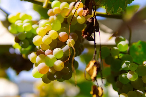 Güneş olgunlaşmış lezzetli üzümler 
