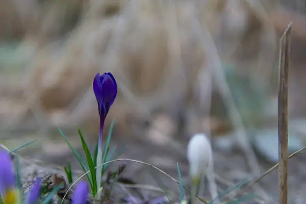 bahar gülü çiçek açtı. 