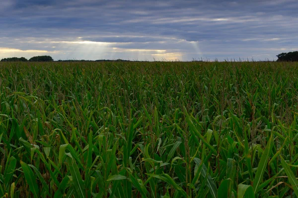 Sonbahar mısır sapları hasat için hazır ve bulutlardan güneş ışınları geliyor.
