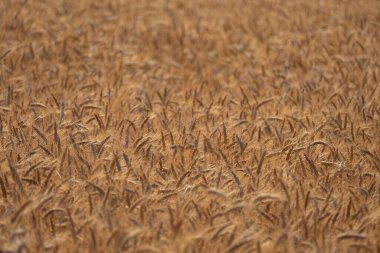 Güneşte hasat öncesi bir tahıl tarlası.
