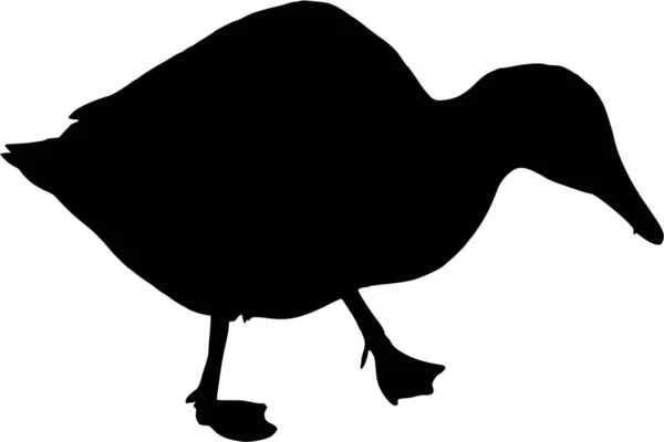 Silhouette Vectorielle Canard Sur Fond Blanc — Image vectorielle