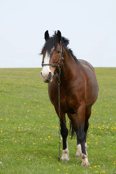 Portrait of a horse in a field — Stock Photo, Image