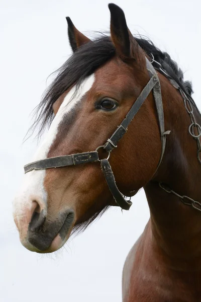 Retrato de um cavalo em um campo — Fotografia de Stock