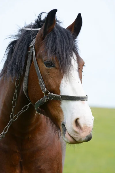 Retrato de um cavalo em um campo — Fotografia de Stock