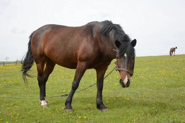 Cavalo em um grande prado — Fotografia de Stock