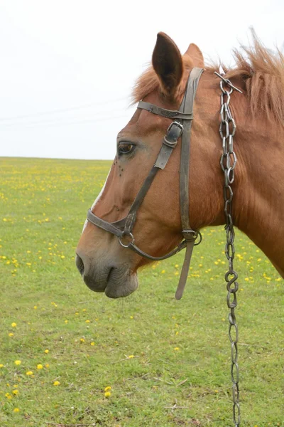 Retrato de um cavalo em um campo — Fotografia de Stock