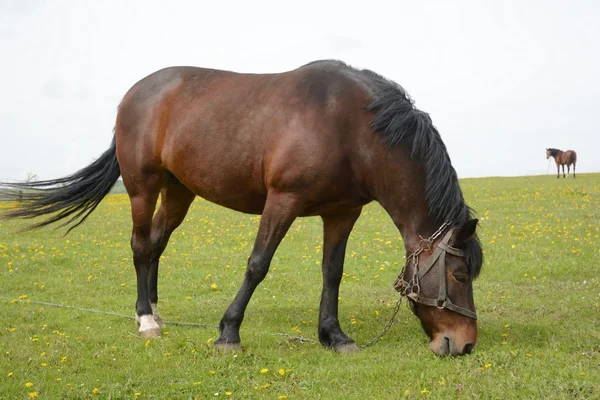 Cavalo comer grama — Fotografia de Stock