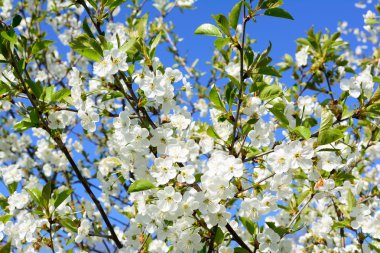 çiçekli meyve berry