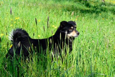 köpek için a yürümek çim