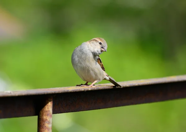 Sparrow looking at the camera — Stock Photo, Image