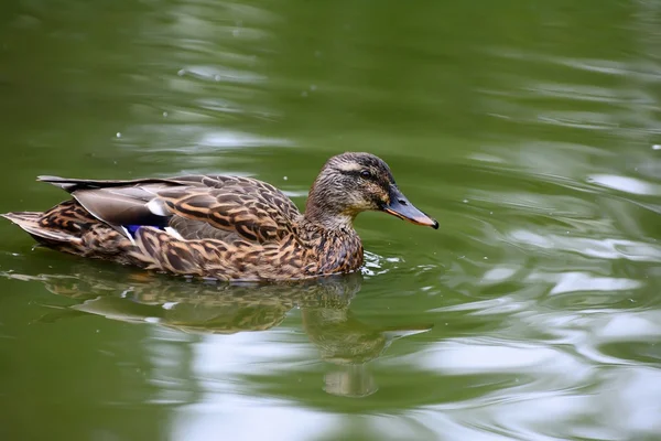 Pato en un estanque — Foto de Stock