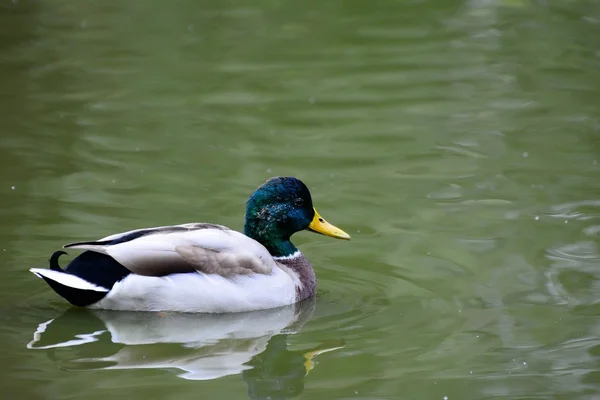 Pato em uma lagoa — Fotografia de Stock
