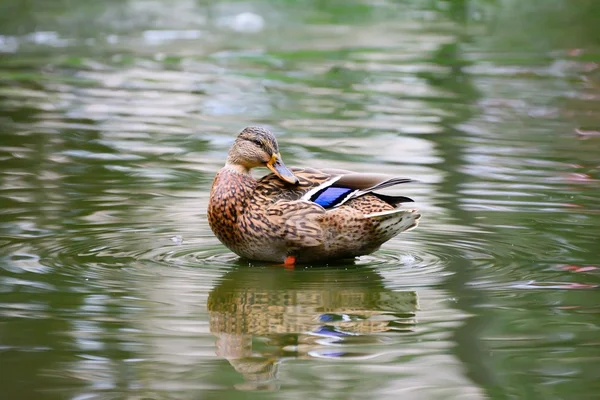 Pato en un estanque — Foto de Stock