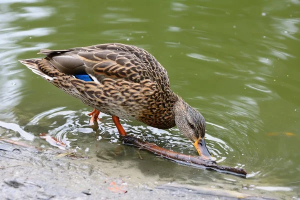 Pato en un estanque — Foto de Stock
