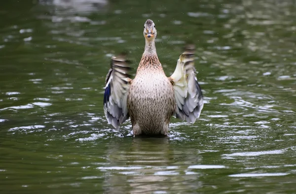 Pato en un estanque — Foto de Stock