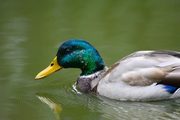 Pato en un estanque — Foto de Stock