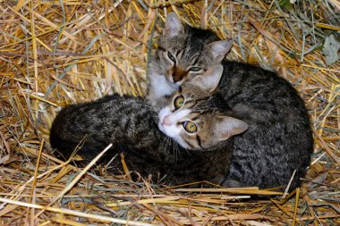 iki kedi saman içinde lüks