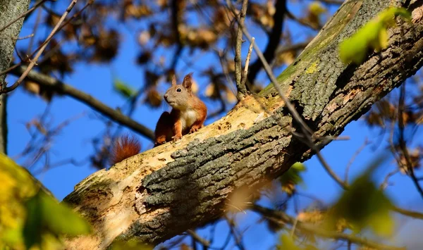 Écureuil dans un arbre dans le parc — Photo