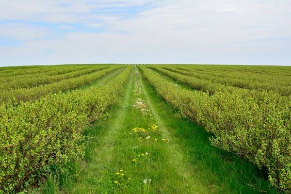 Campo Com Groselhas Plantadas Até Horizonte Imagem De Stock