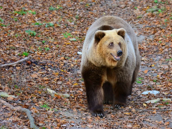 Καφέ Αρκούδα Περπατά Στο Δάσος — Φωτογραφία Αρχείου