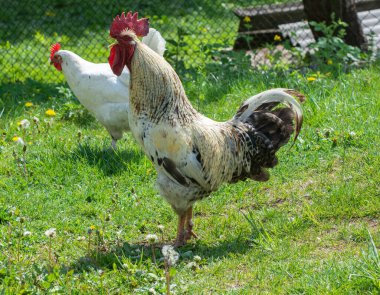 Horoz ve tavuk doğada yürüyor.