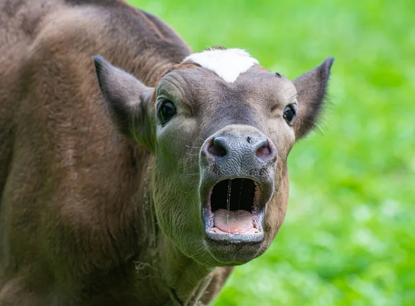 Calf Screams All Its Might — Stock Photo, Image