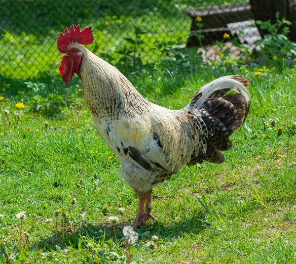 Gallo Pollo Camminano Nella Natura — Foto Stock