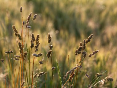 Arka planda kuru çimenler