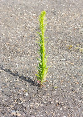 Asfaltta gevşek bir büyüme