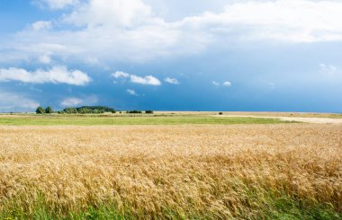 Mavi gökyüzünün arka planında buğday