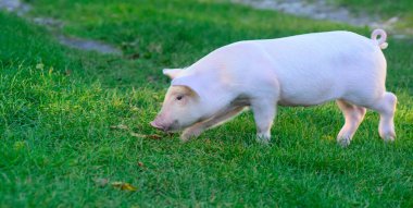 Yaban Domuzu yeşil çimlerde yürüyor