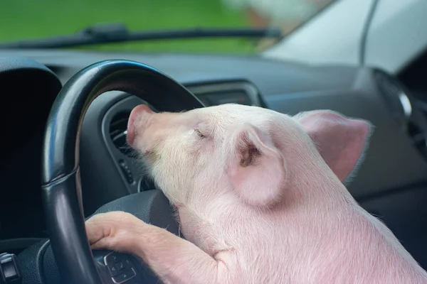 Bonito Porco Dirigindo Carro Imagem De Stock