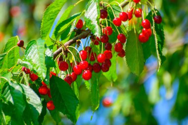 Gökyüzüne karşı kirazlı dallar