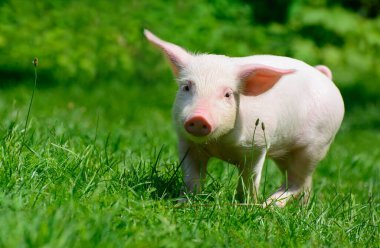 Yaban Domuzu yeşil çimlerde yürüyor