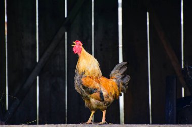 Horoz köyde ötüyor