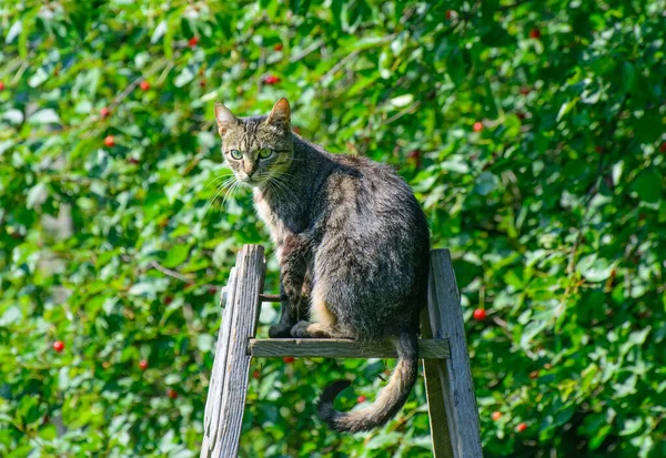 Die Katze Sitzt Auf Der Treppe — Stockfoto