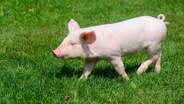 Piglet walking on green grass